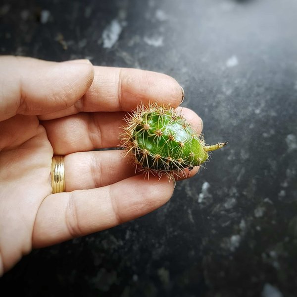 Quels types de plantes succulentes sont les plus adaptés pour un jardin intérieur lumineux ?