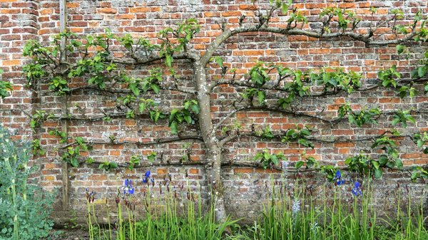 Quels sont les meilleurs arbres fruitiers à cultiver en espalier contre une clôture?